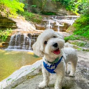 Team Page: Dawkins & Co